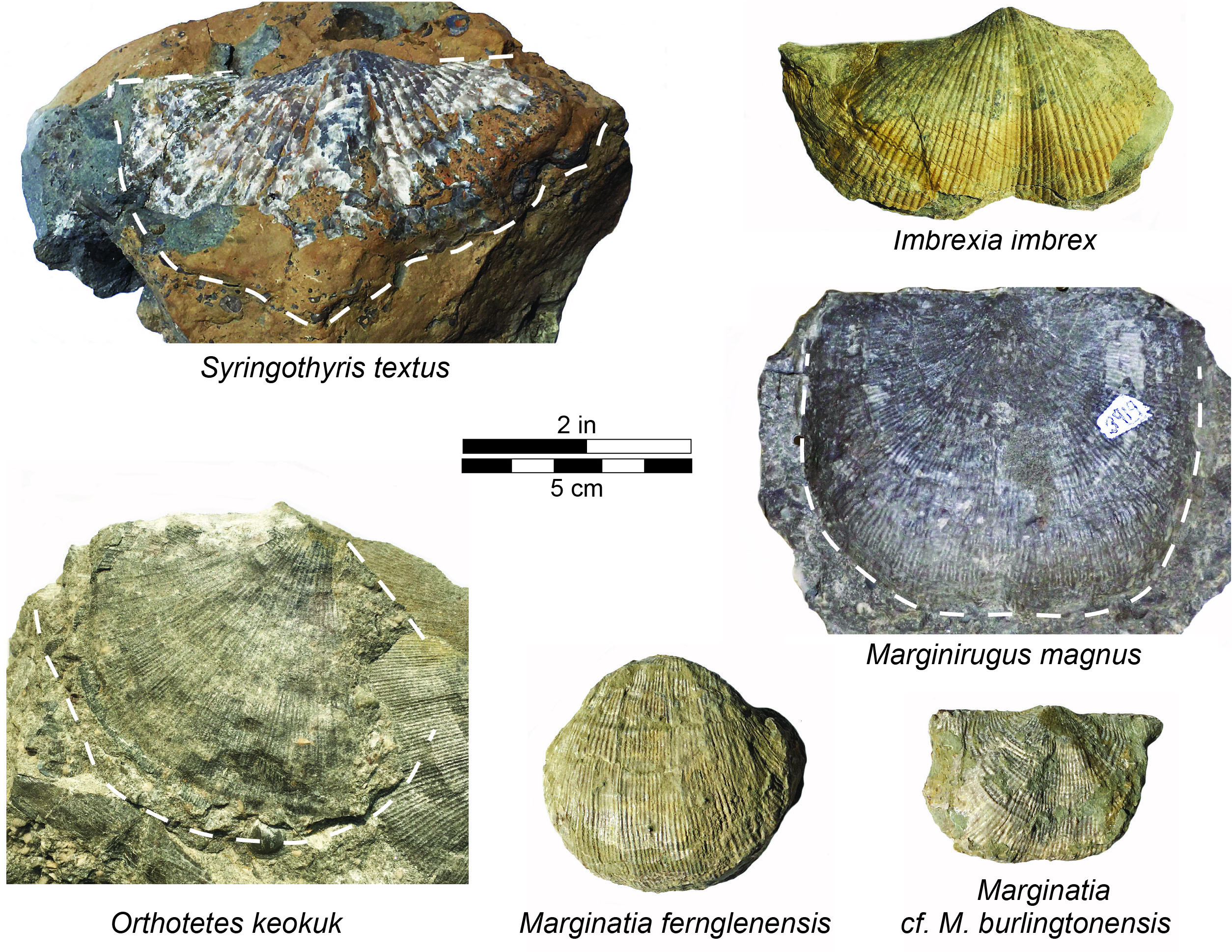 Syringothyris Fragments